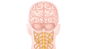 Human Neuroanatomy