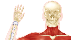 Musculoskeletal and Integumentary Systems