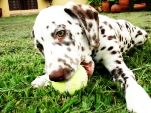 dalmatian chewing on tennis ball in grass