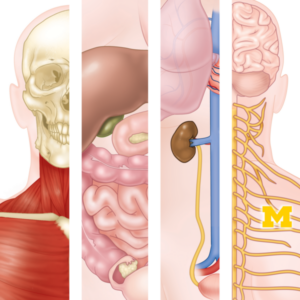 Four-panel anatomical illustration showing the skeletal, digestive, urinary, and nervous systems of the human body.